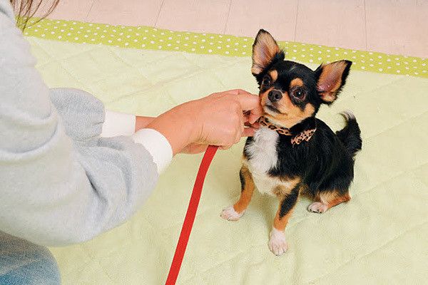 見つめるチワワ