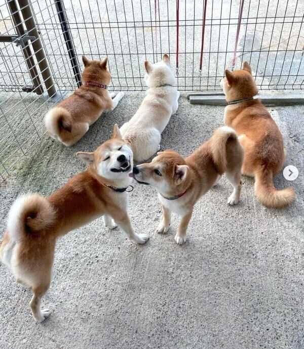 先住犬たちにまざる笑太郎くん