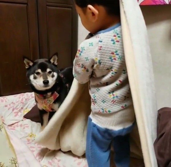柴犬