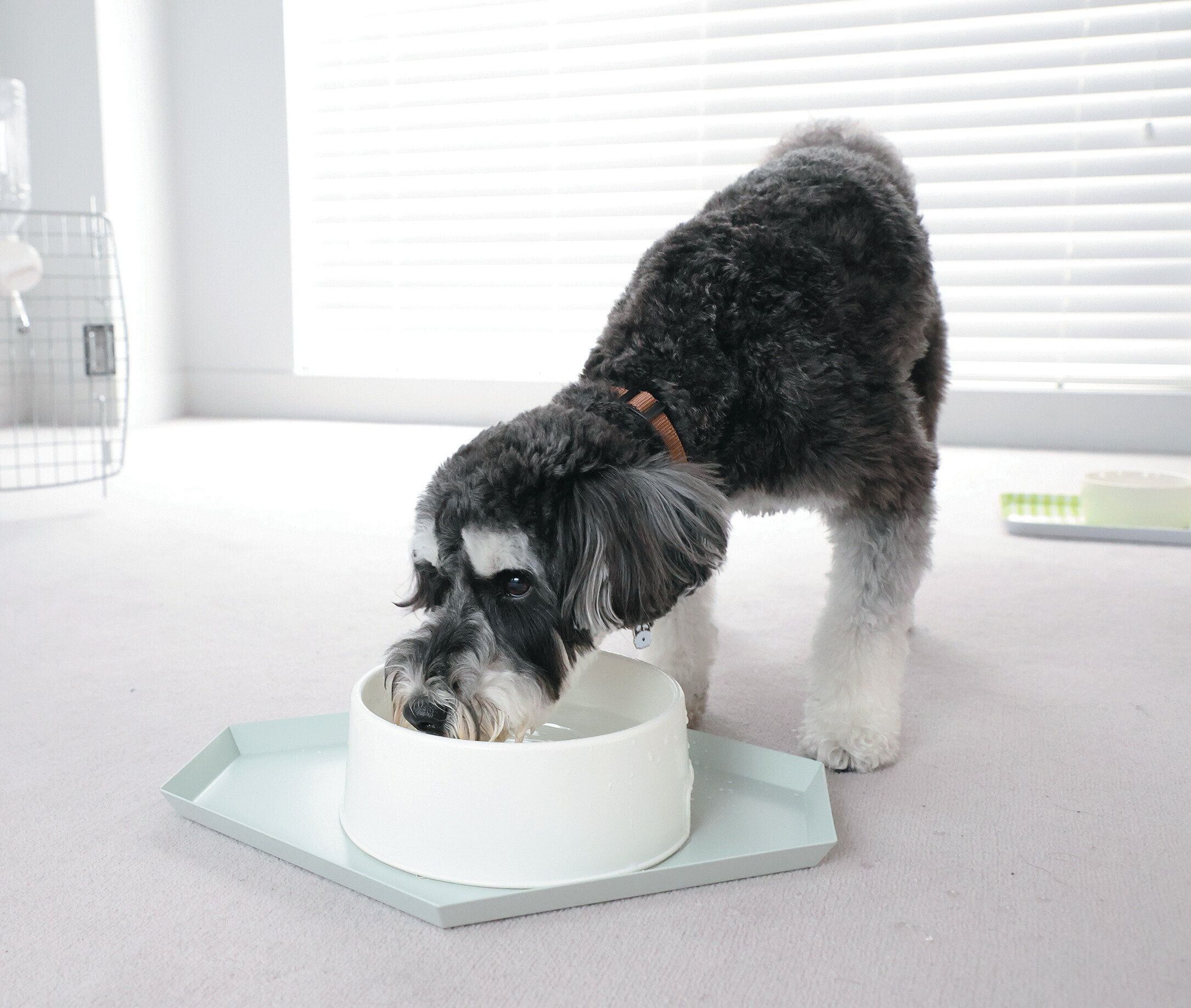 水分補給をする犬