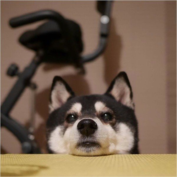 じーっと見つめる豆太郎くん