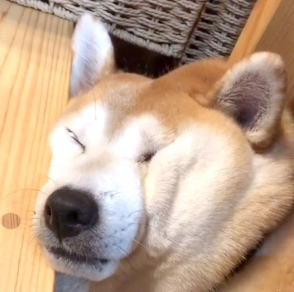 お顔がシワシワな柴犬