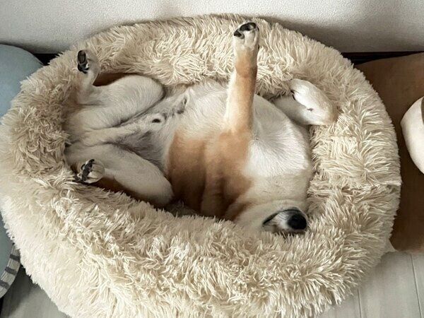 足をピンと伸ばして眠るふう太くん