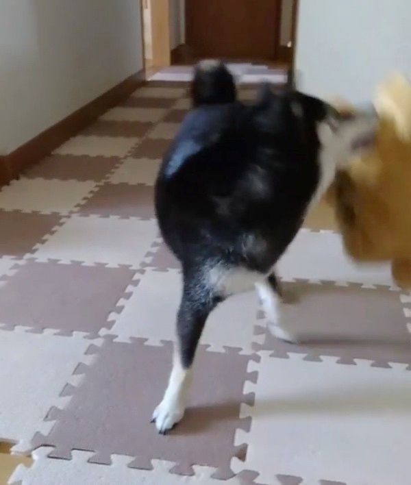 ティッシュケースを振り回す柴犬