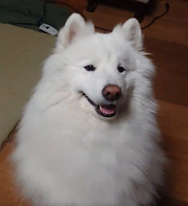 飼い主さんを見つめるサモエド