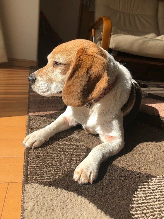 ひなたぼっこをしているビーグルちゃん