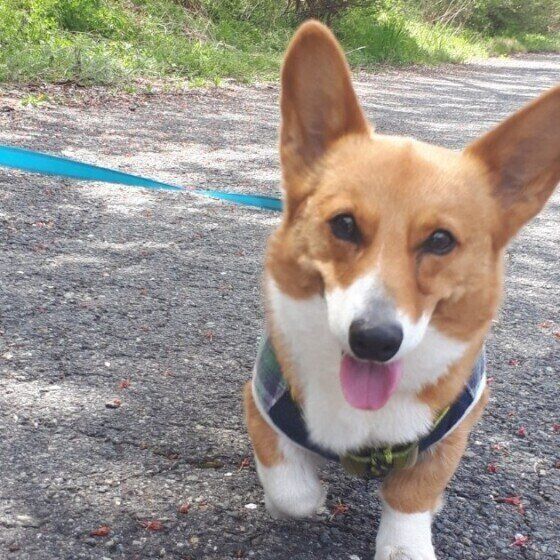 お散歩するウェルシュ・コーギー・ペンブローク