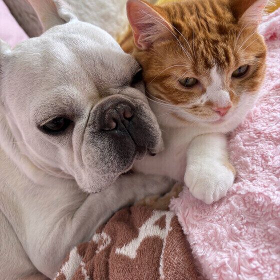 フレンチ・ブルドッグと猫ちゃん いぬのきもち