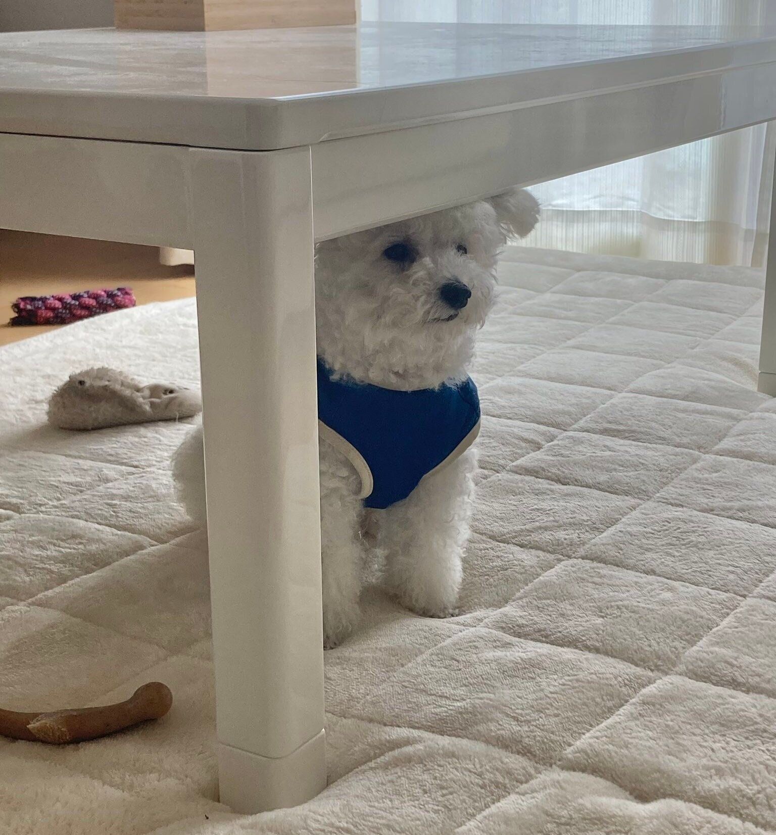 こたつテーブルの下で遊ぶくるるくん