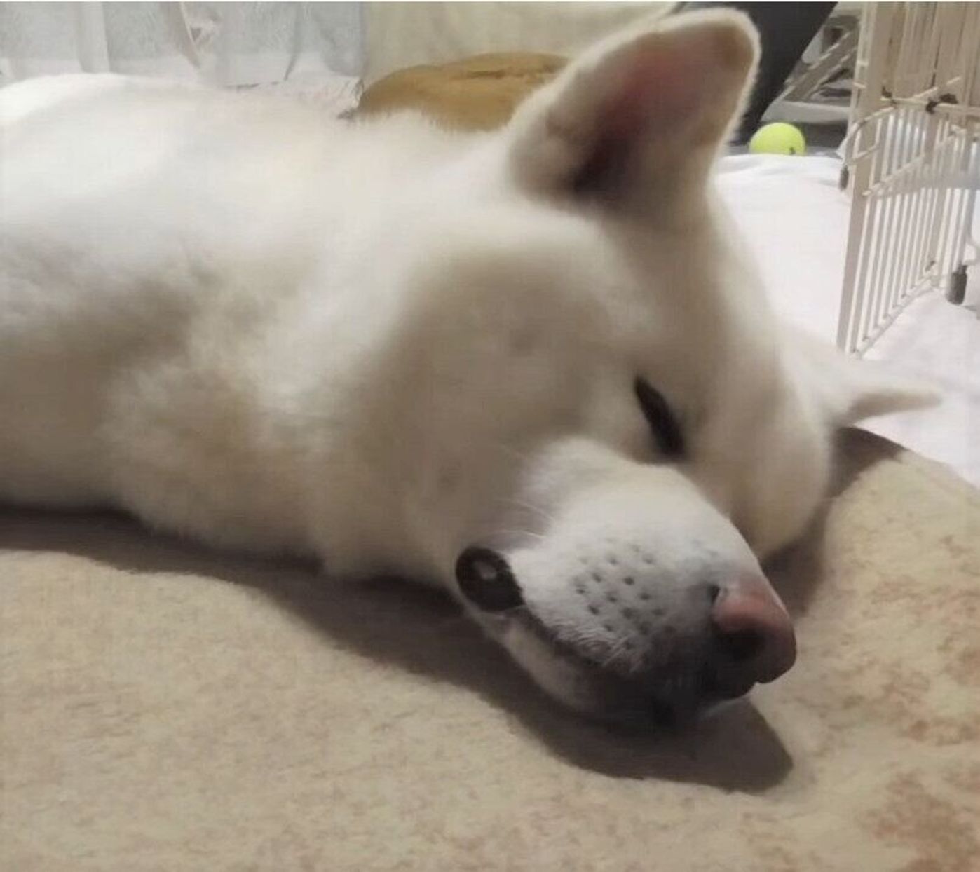 ウ と不思議なうなり声を出しながら 気持ちよさそうに夢を見る秋田犬 いぬのきもちweb Magazine ウ と不思議なうなり声を出しながら 気持ちよさそうに夢を見る秋田犬 いぬのきもちweb Magazine