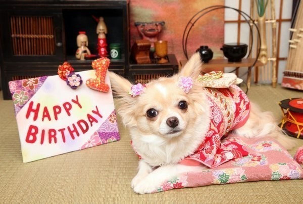 獣医師監修 犬の年齢は人間で何才 計算式や寿命 老化のサインなど いぬのきもちweb Magazine 獣医師監修 犬の年齢は人間で何才 計算式や寿命 老化のサインなど いぬのきもちweb Magazine