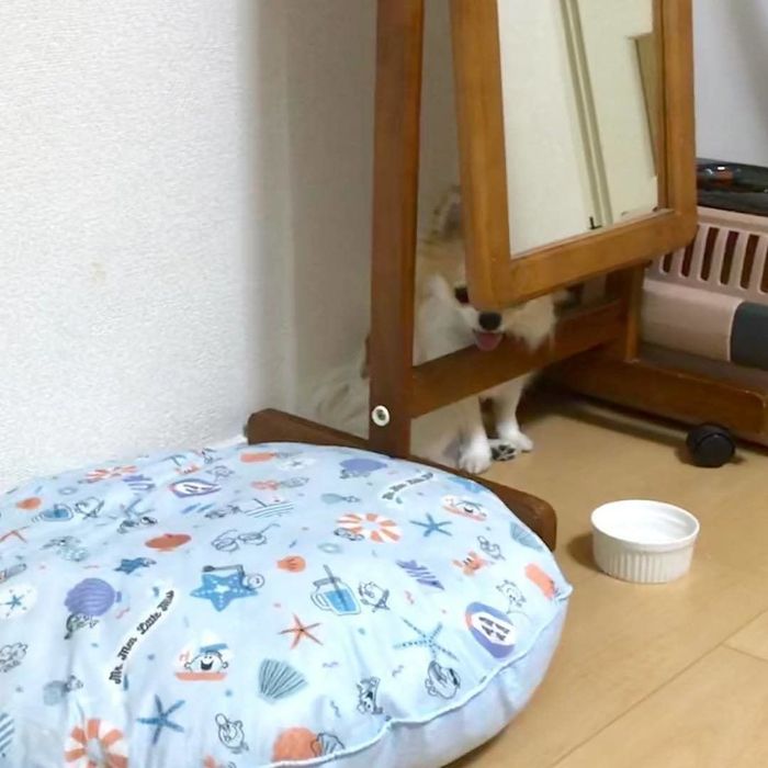 リオンくん、かくれんぼう中!