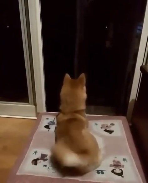 柴犬のコロちゃん