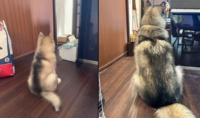 アルくんのビフォーアフター写真