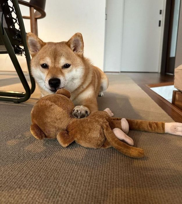 おもちゃで遊ぶまるちゃん