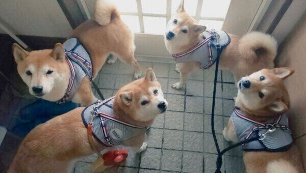 見つめる柴犬一家