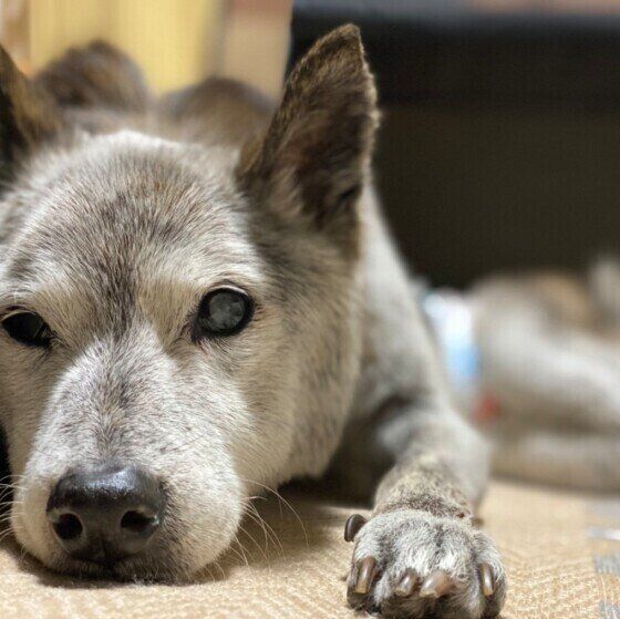 カーペットの上でくつろぐ犬