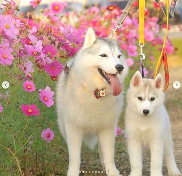 仲良しないろはちゃん、ふたばちゃん