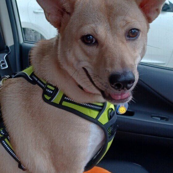 黄色のハーネスを付け、車の助手席に座ってこちらを見ている茶色の中型犬（MIX）