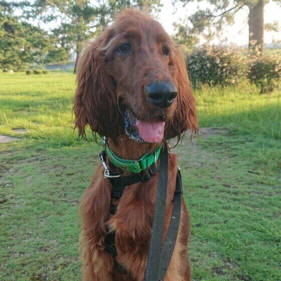 散歩中のアイリッシュ・セター