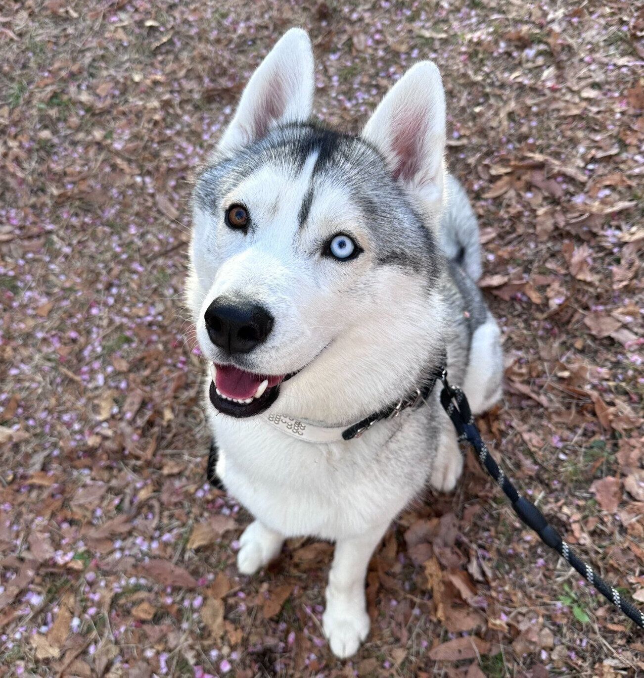 散歩を楽しむロゼくん