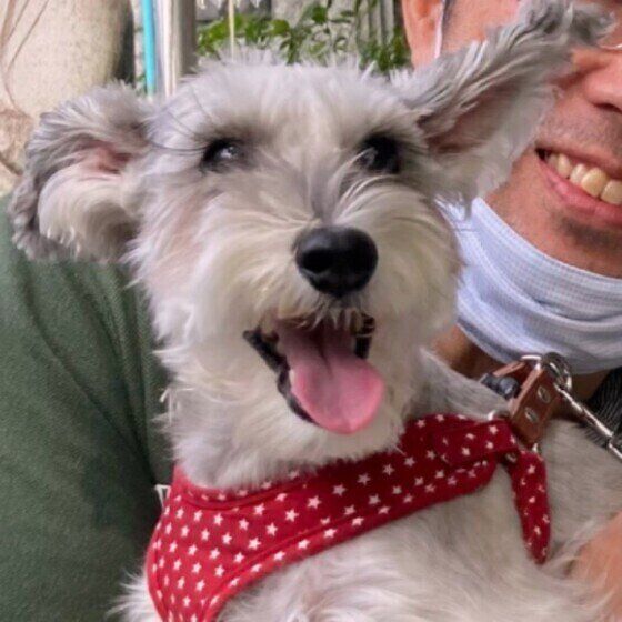 ミニチュア・シュナウザーのアルルちゃん