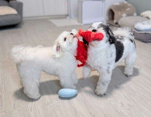 おもちゃで遊ぶマルチーズ（左）と先住犬（右）