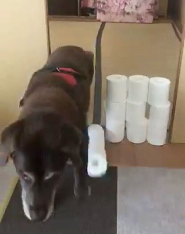 トイレットペーパーチャレンジをする副ちゃん