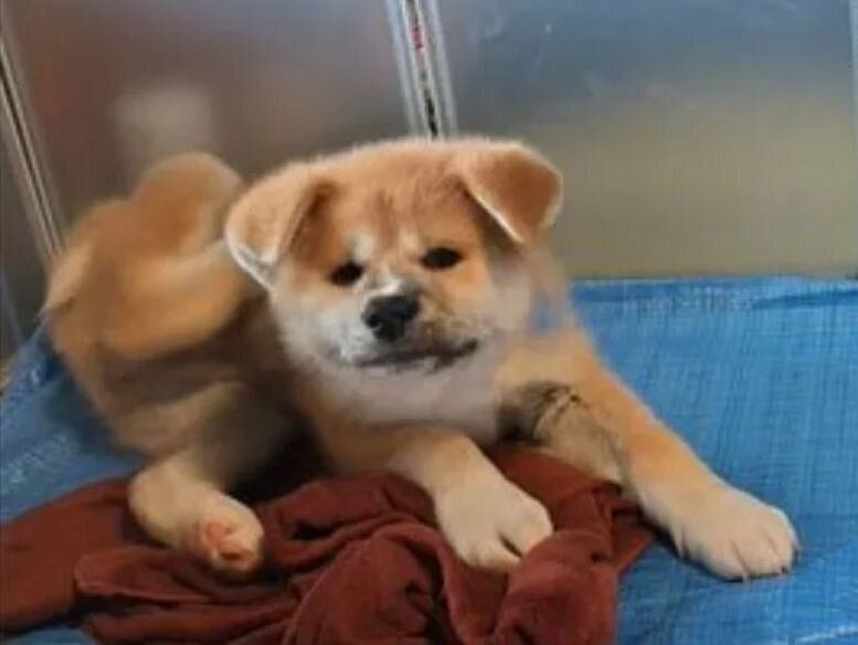 生後2カ月の秋田犬
