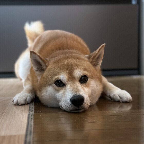 犬が雷や花火の音を怖がるときの対処法 犬が隠れて出てこない場合の対応も いぬのきもち