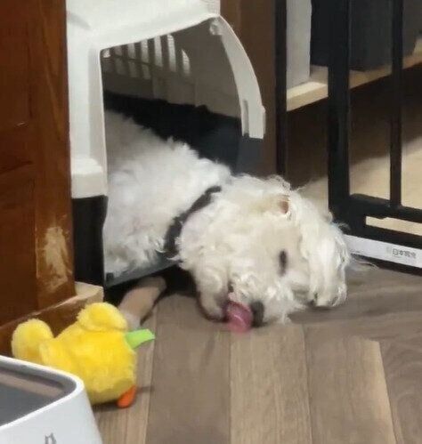 眠りながら舌をペロペロするしびれくん