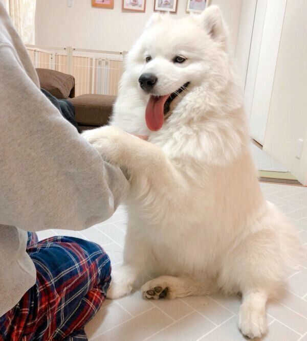 遊んでもらって嬉しそうなサニーちゃん
