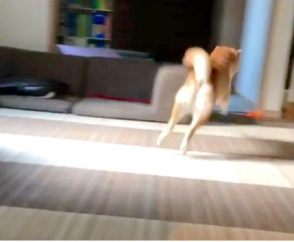 散歩後に荒ぶる柴犬