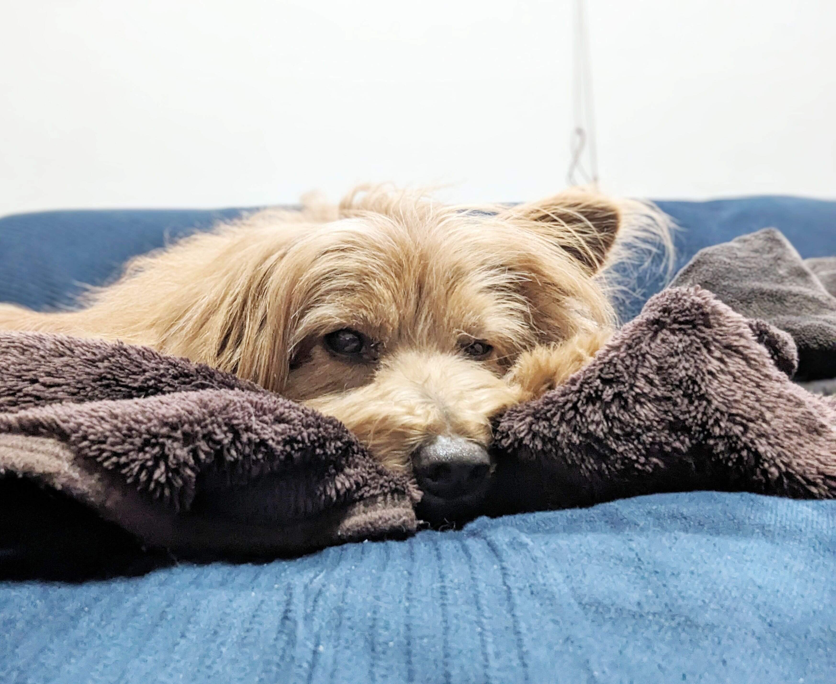 ソファで寝る犬の写真