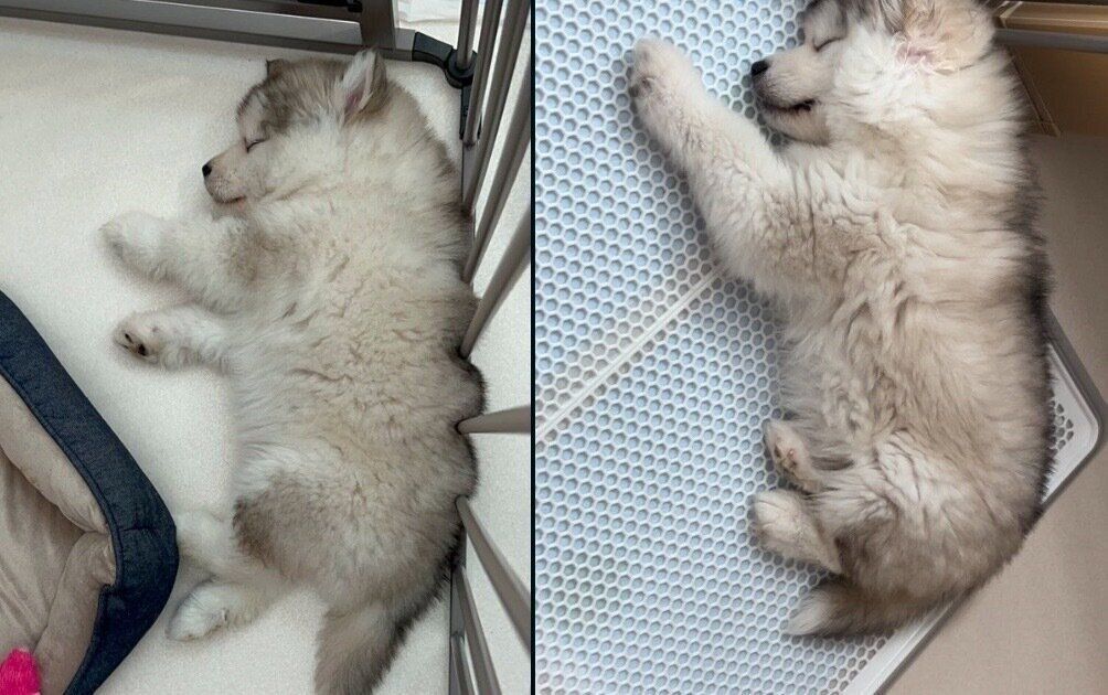 スヤスヤ眠るフブキくん