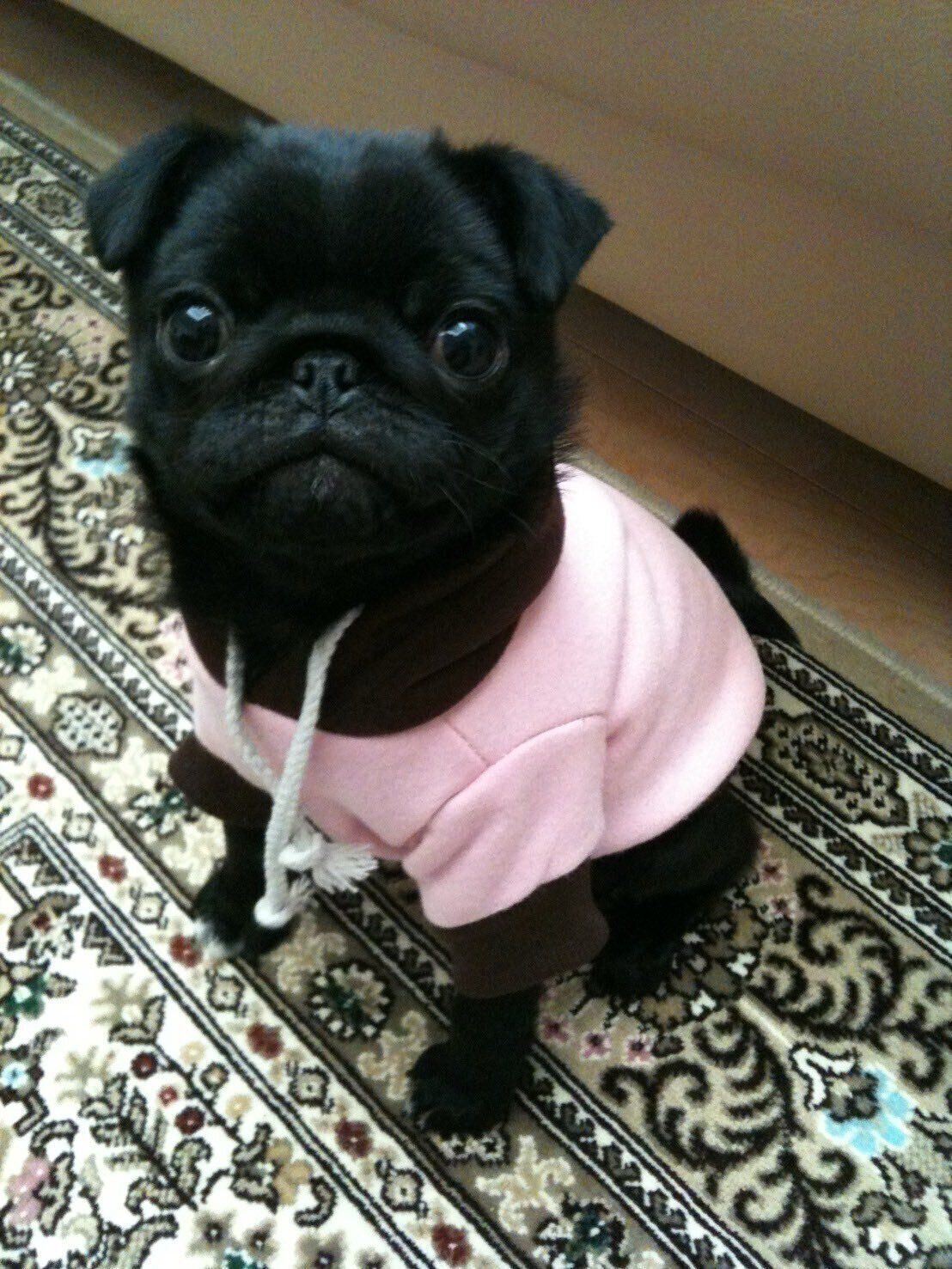 生後4〜5カ月のパグ