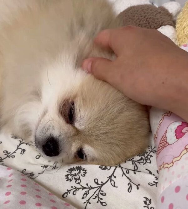 まったりするみくちゃん