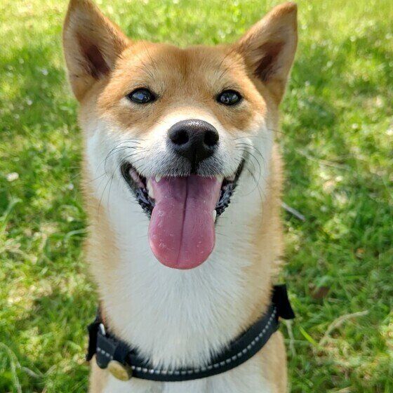 こむぎちゃん（柴）