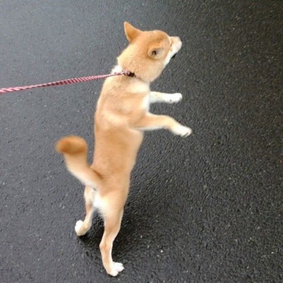 柴犬