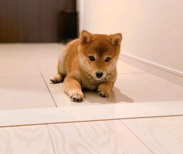 玄関でくつろぐぽたちゃん