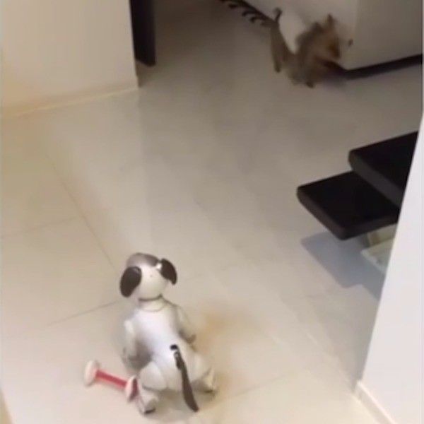 ワンコとアイボ