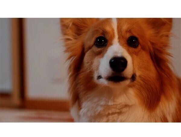 じっと見つめるむうちゃん