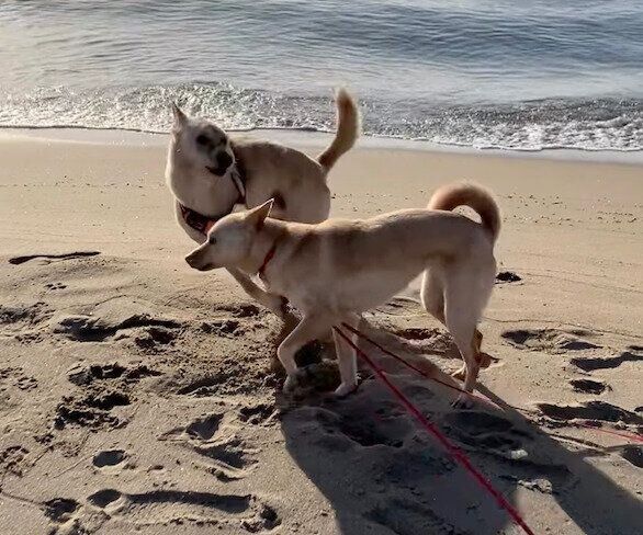 海でじゃれ合う福ちゃんとリンネくん