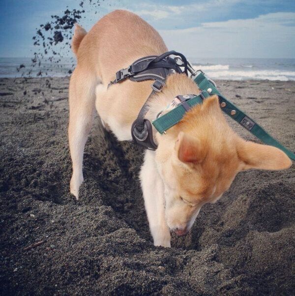 砂浜を掘るタップくん