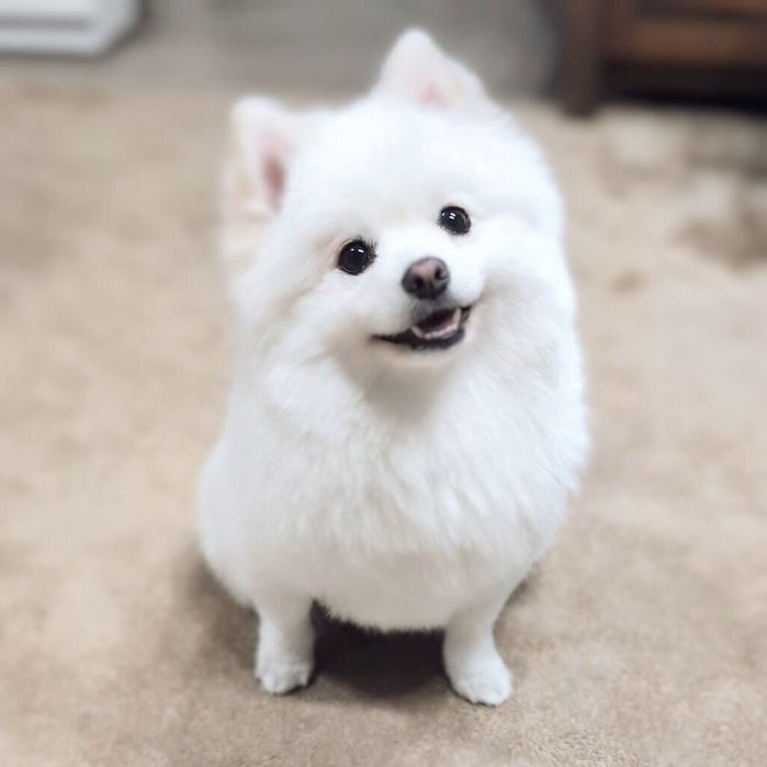 ニコッと笑うくまちゃん