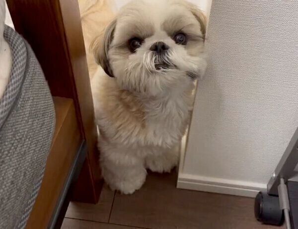 飼い主さんのことを見つめるあいすちゃん