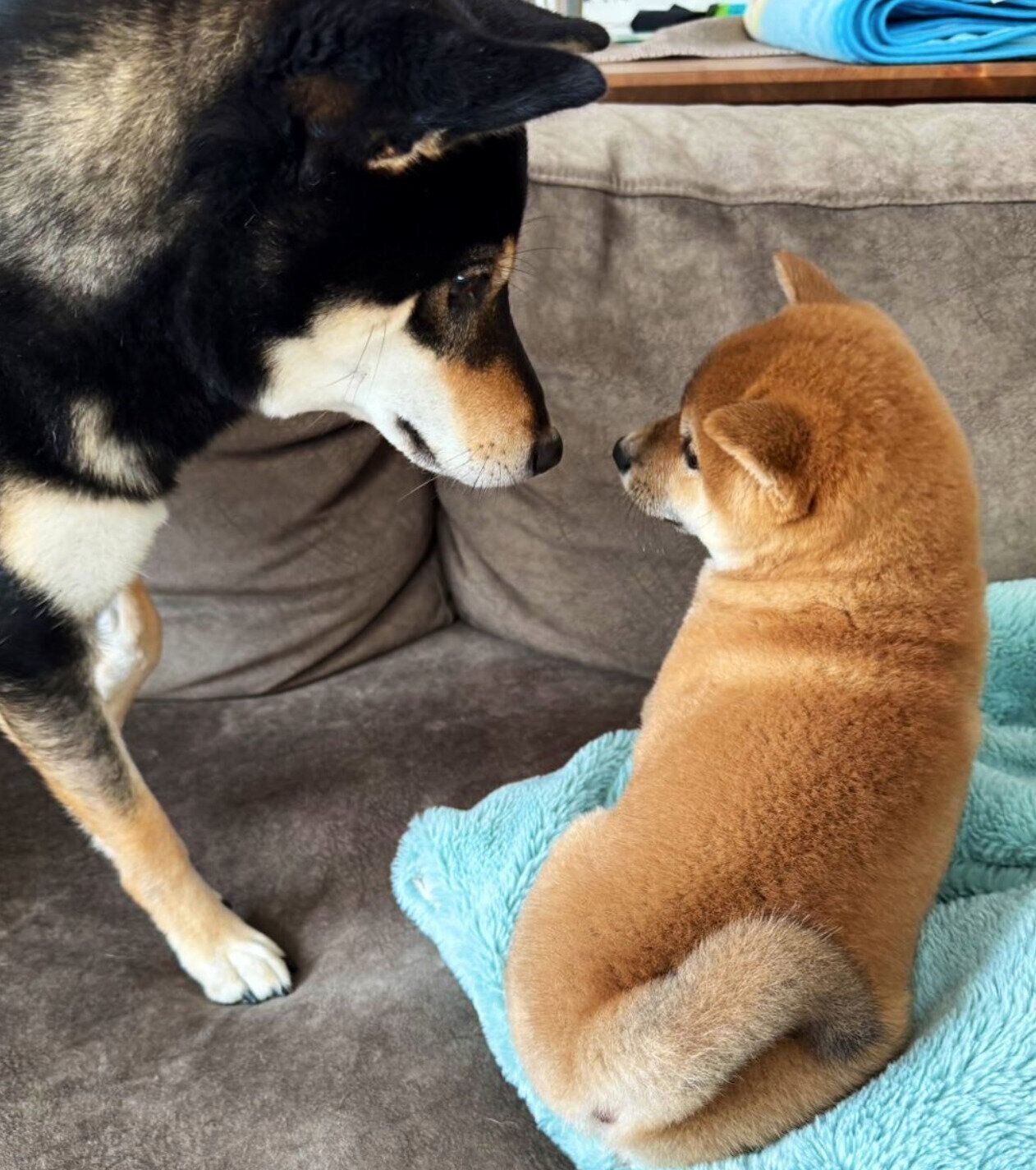 微笑ましい対面を果たしたマシュくん、先住犬・コタくん