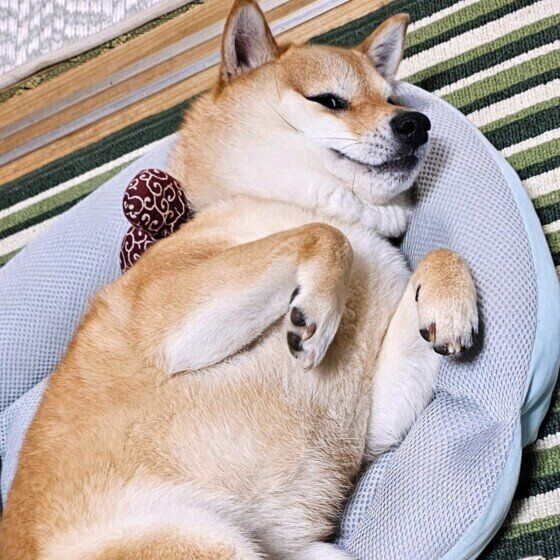 まったりする柴犬