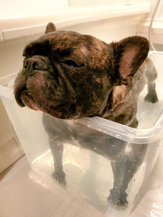 “現実逃避”をしながらお風呂に入るフレンチ・ブルドッグ