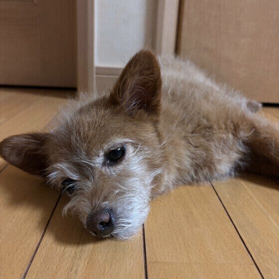 犬の暑さ対策でエアコンをつけっぱなしにしてもOK？ 夏の冷房の設定温度と注意点 いぬのきもち